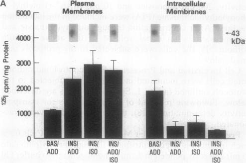 graphic file with name pnas01074-0531-a.jpg