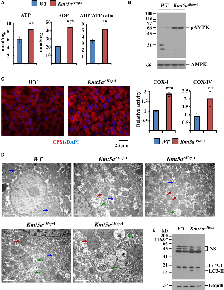 Figure 6