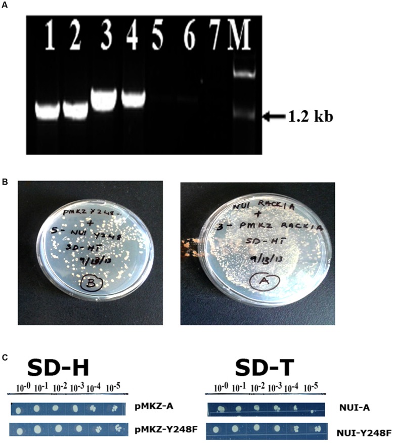 FIGURE 2