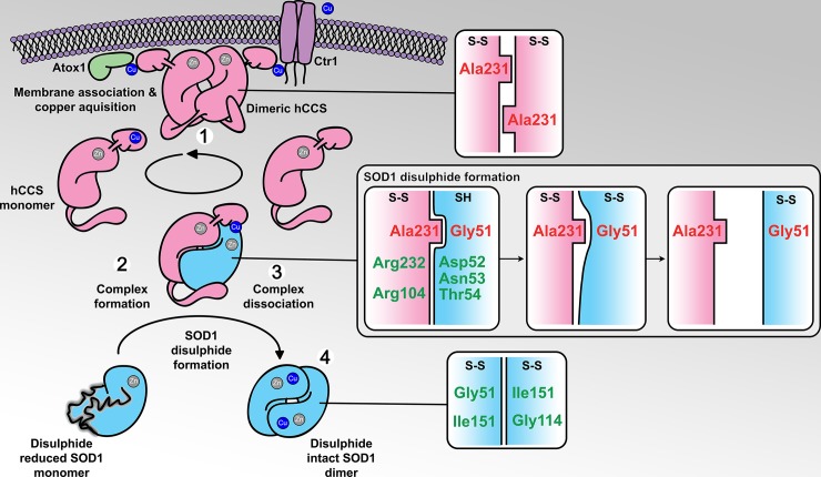 Fig 6