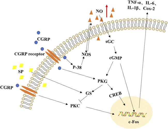 FIGURE 7