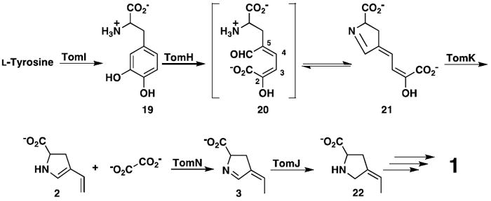 Scheme 5