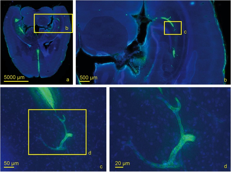 FIGURE 6