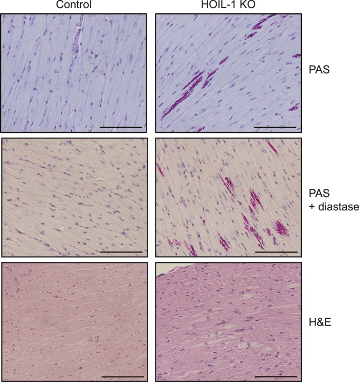 Figure 1—figure supplement 2.