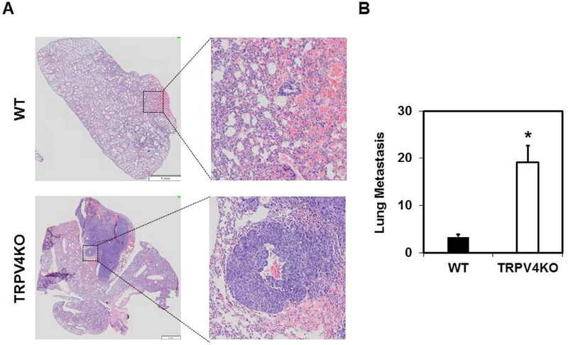 Fig.6.