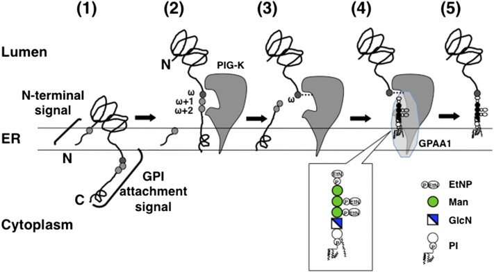 Fig. 3.