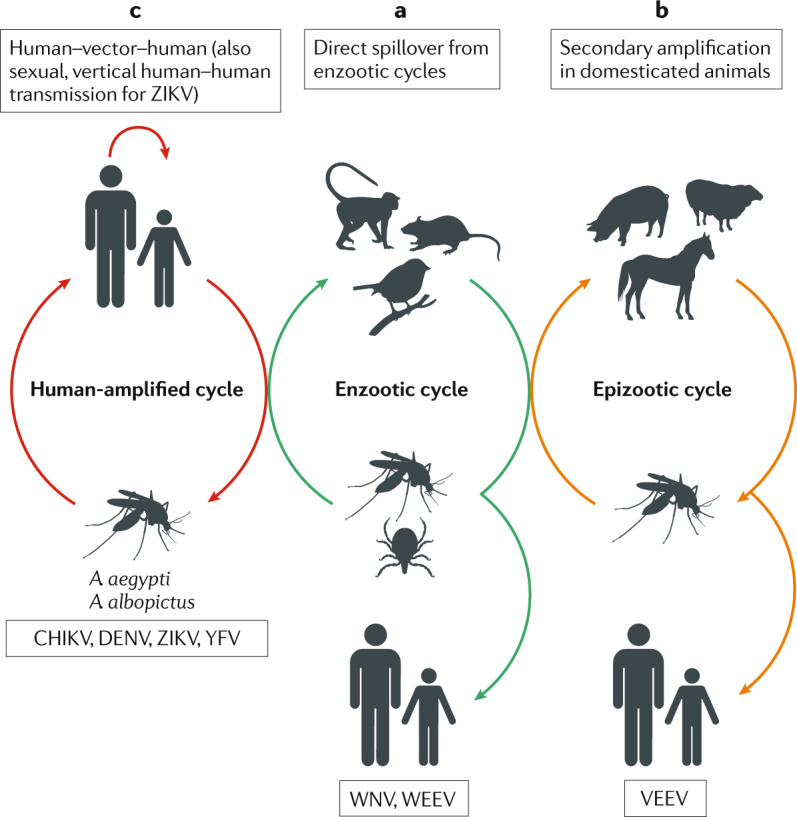 Box 1 Arbovirus transmission cycles and emergence