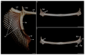 Figure 32