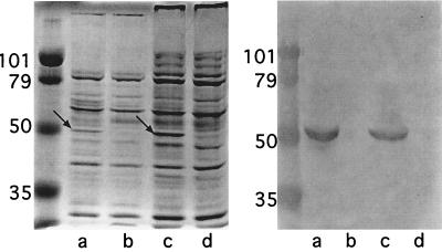 FIG. 5