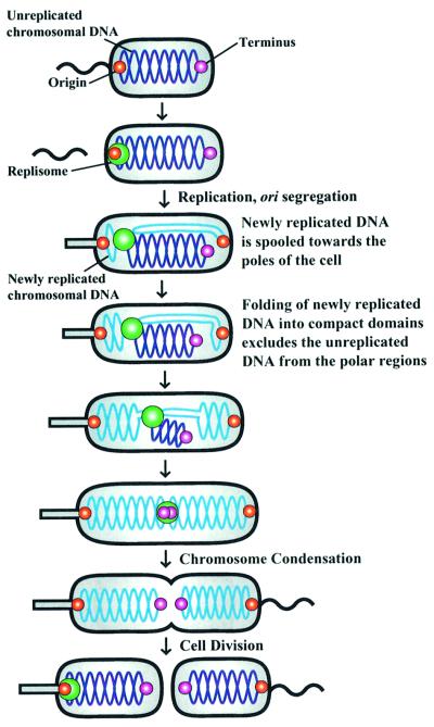 graphic file with name cde491f7.jpg