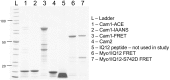 Figure 2—figure supplement 1.