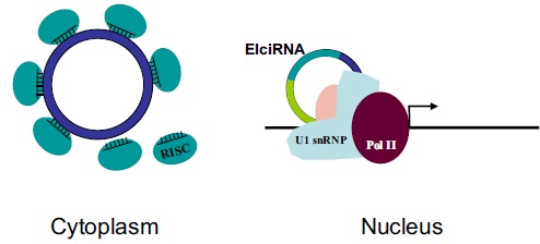 Fig. (3)