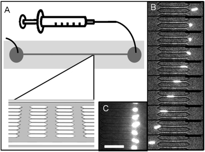 Fig. 2.