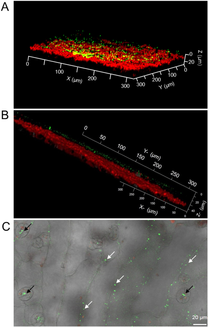 Figure 5