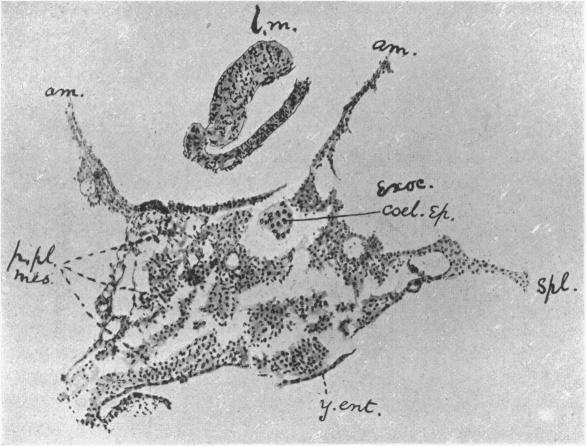 Fig. 16