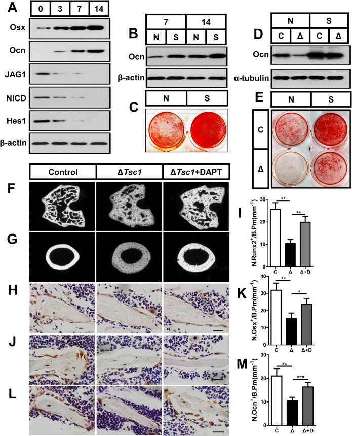 Fig 8