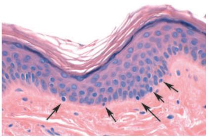 Fig. 1: