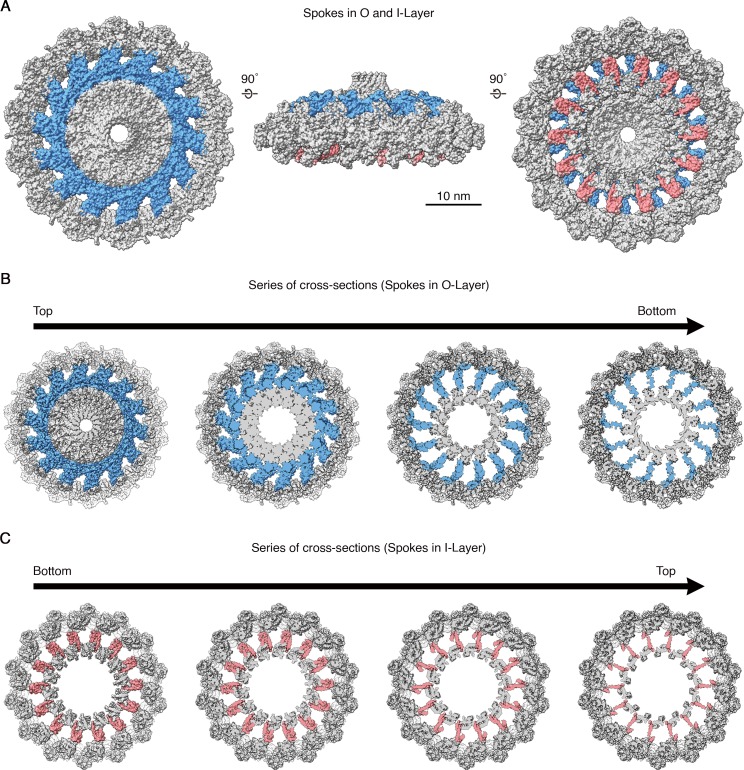 Figure 3—figure supplement 1.