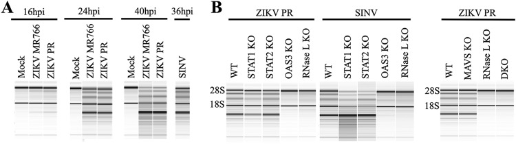 FIG 2