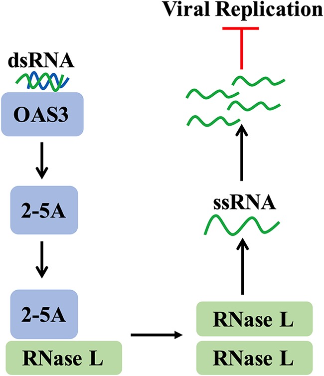 FIG 1