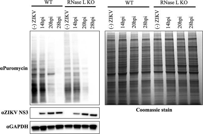 FIG 6