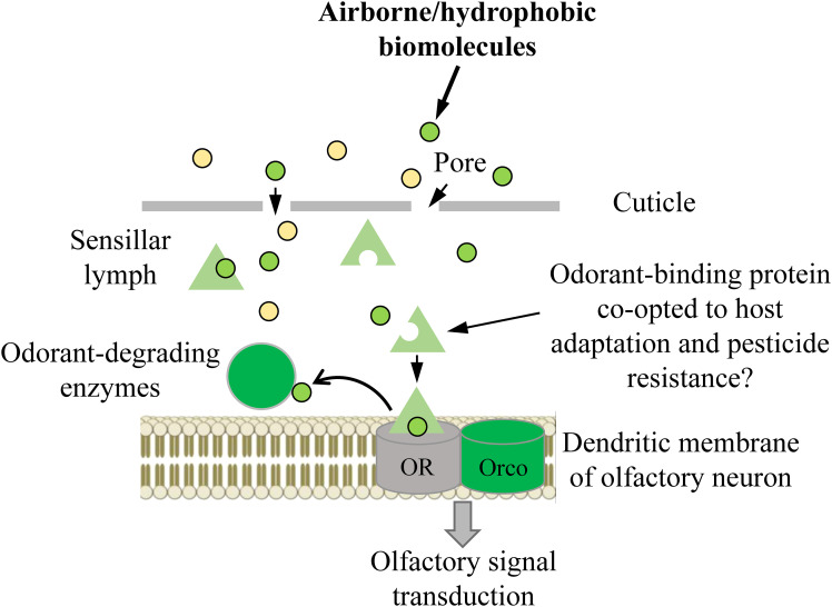 Figure 1