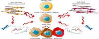 Image, graphical abstract