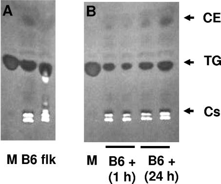 FIG. 5.