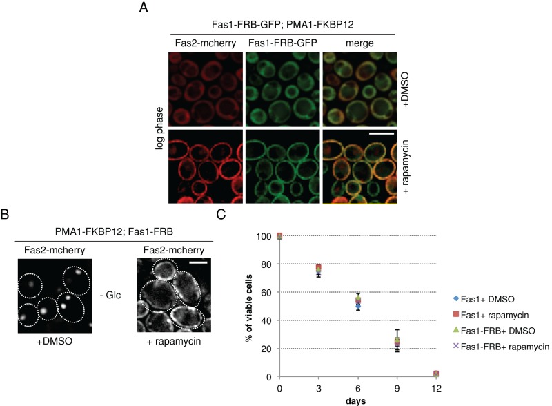 FIGURE 3: