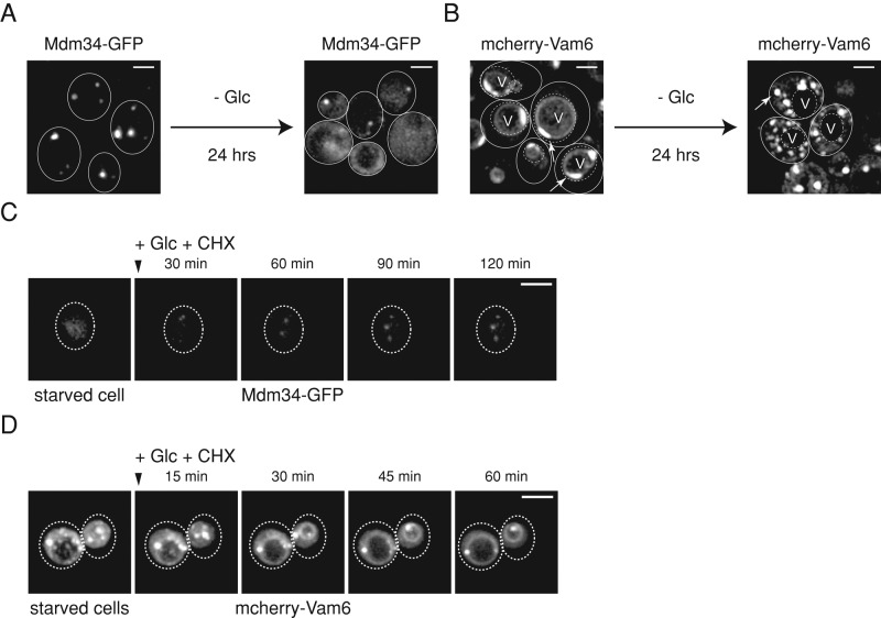 FIGURE 7: