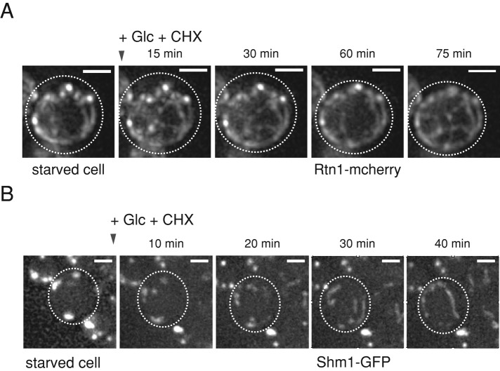 FIGURE 6: