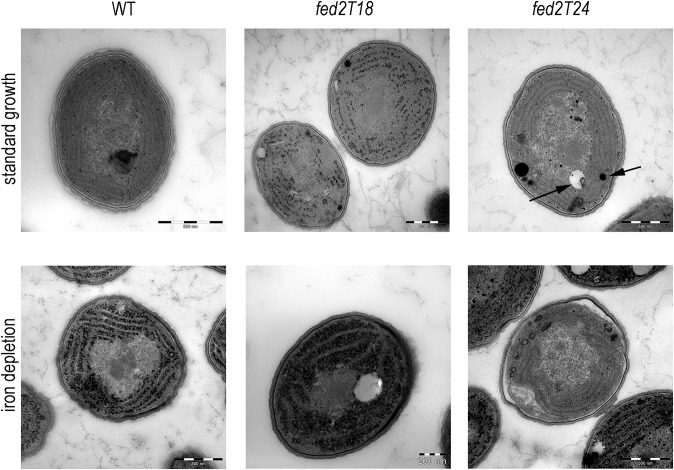 Fig. 8.