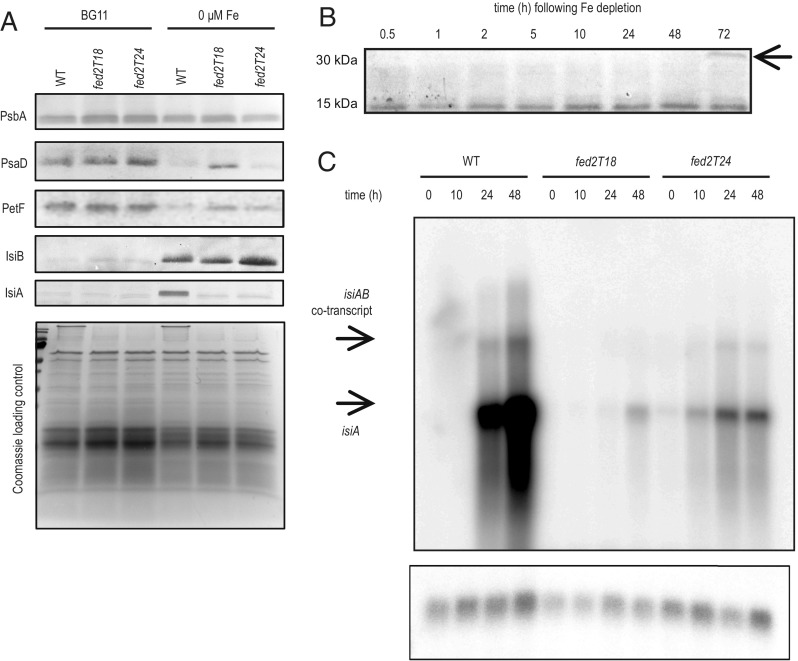 Fig. 7.