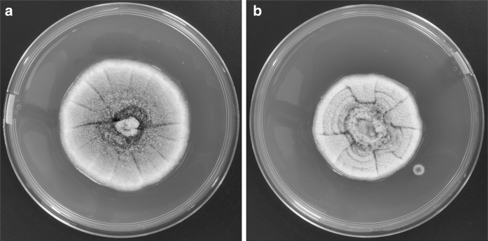 Fig. 2