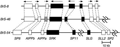 Figure 1.—