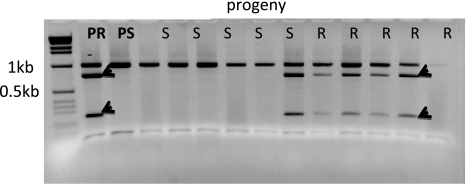 Fig. 3