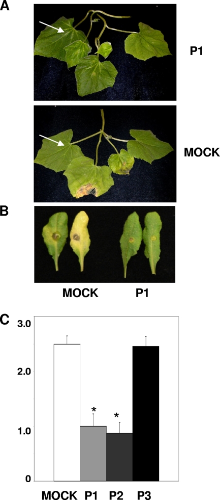 FIG. 5.