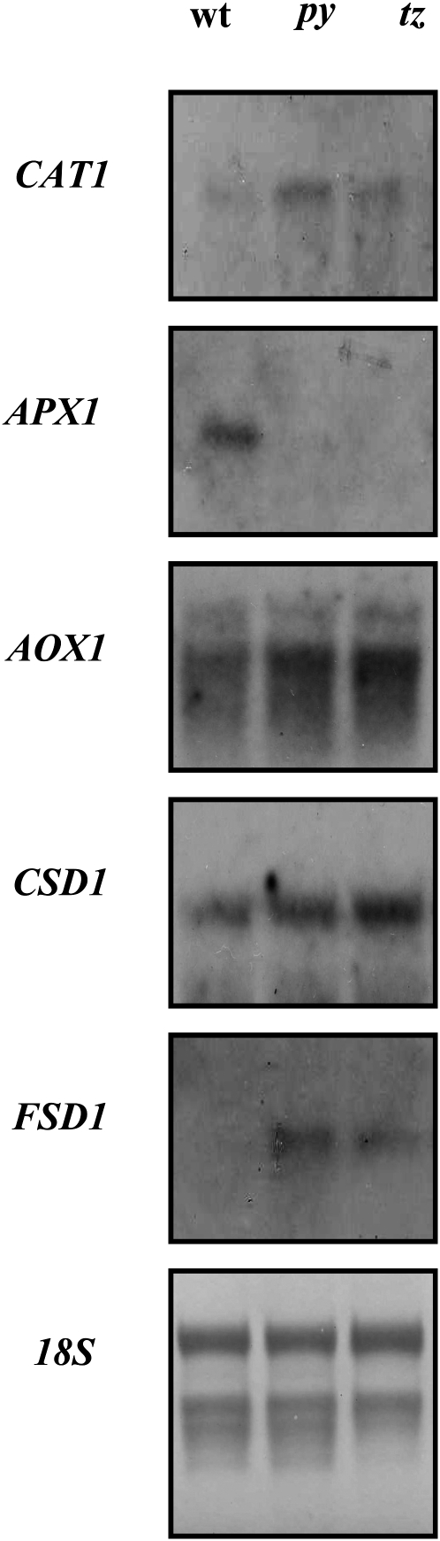 Figure 10.