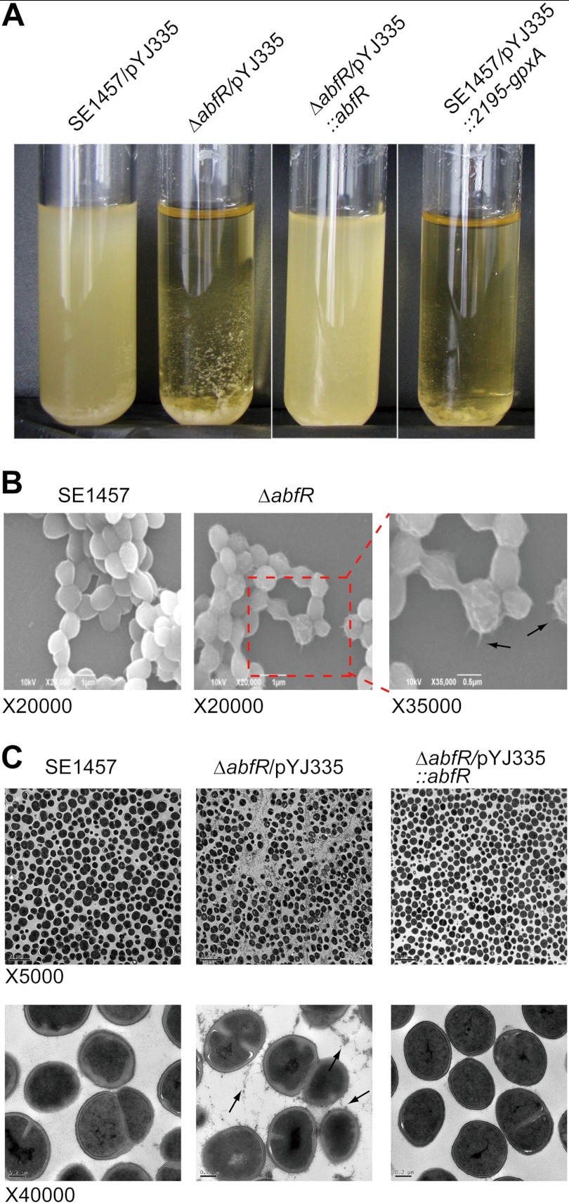 FIGURE 7.