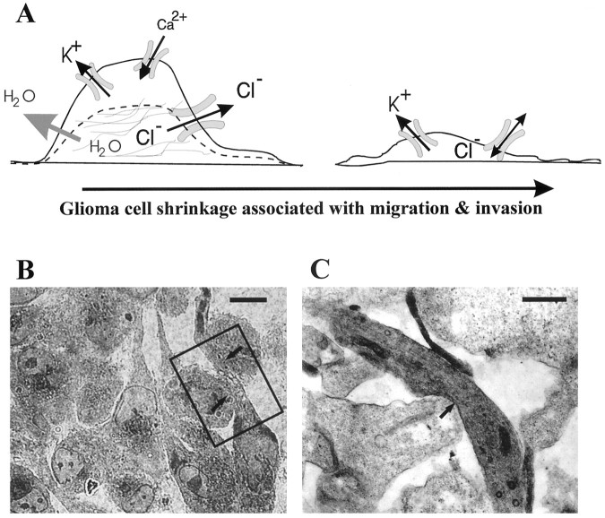 Fig. 8.