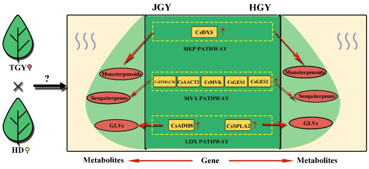 Figure 9