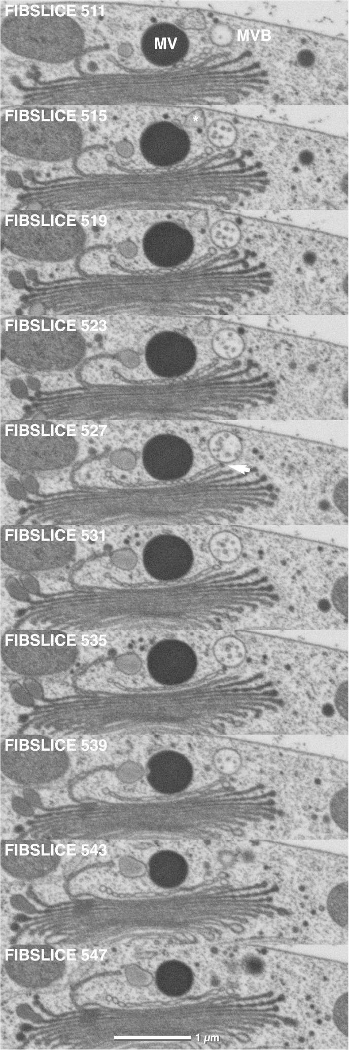 Fig.7