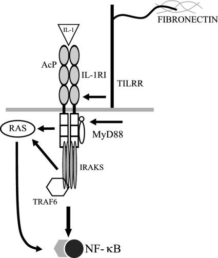 FIGURE 7.