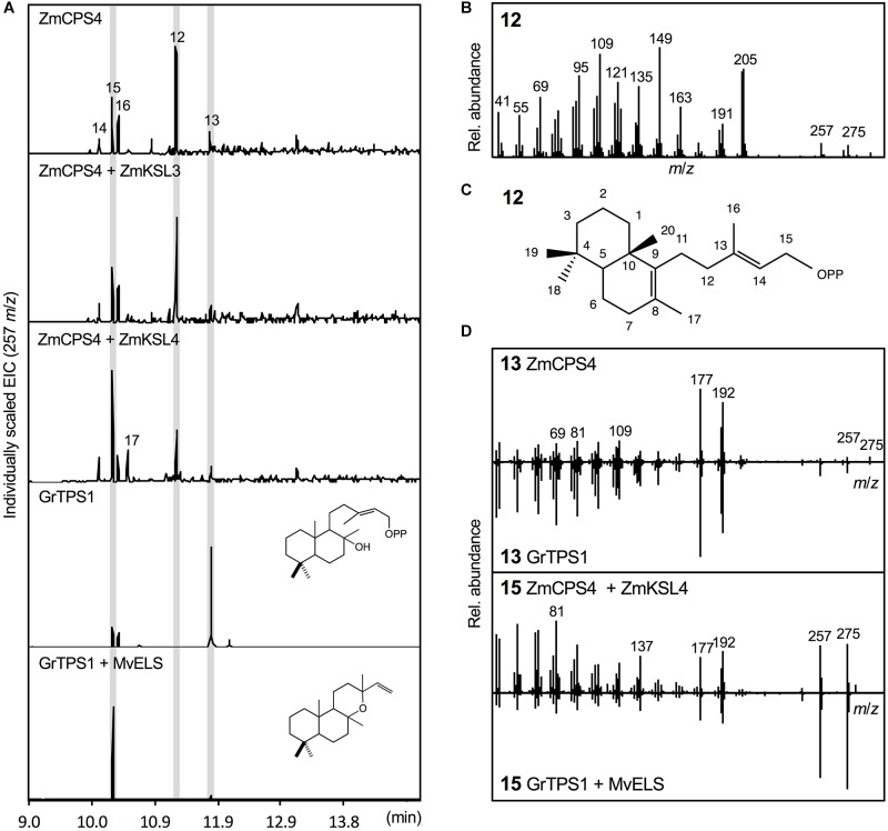 FIGURE 4