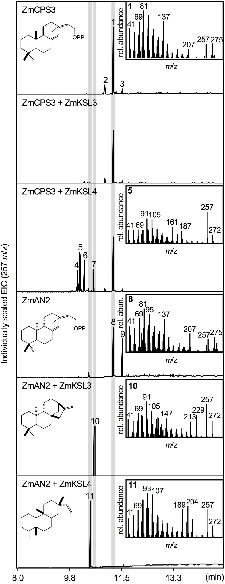 FIGURE 3