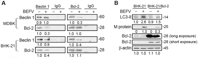 Figure 7