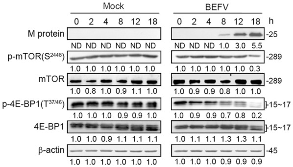 Figure 5