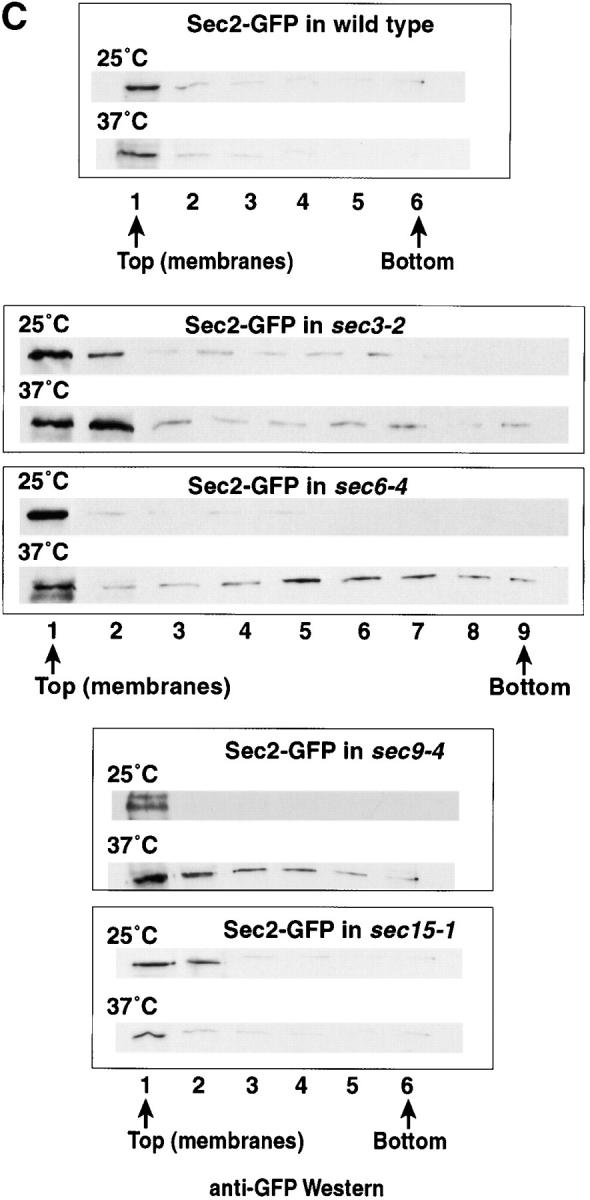 graphic file with name JCB9912051.f6c.jpg