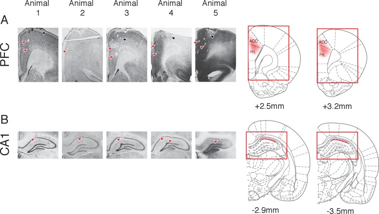 Figure 1—figure supplement 2.