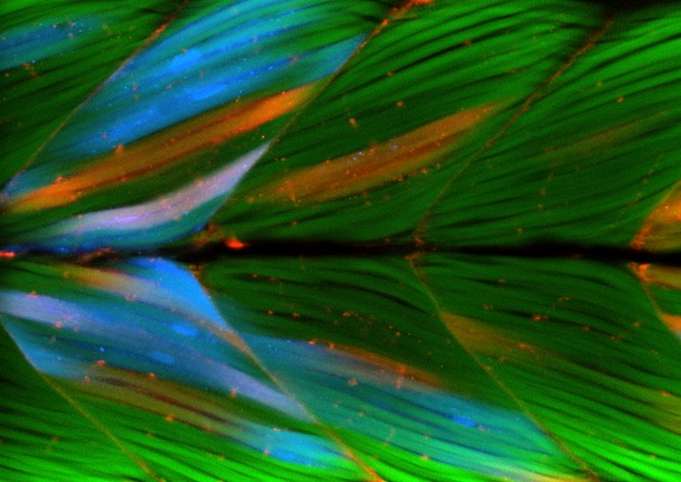 Both normal control cells (blue) and cells that lack the extracellular matrix receptor dystroglycan (red) form stable muscle cells (green), indicating that a normal extracellular matrix microenvironment plays a key role in maintaining muscle attachment.